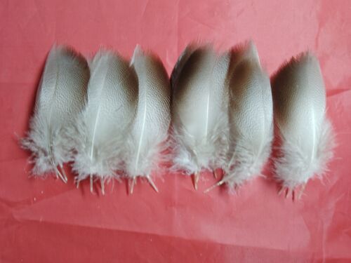 Mallard bronze hackle - 20,