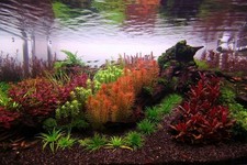 Aquarium Live Plants - Huge Range of Species - Java Fern Moss Limnophila Sword