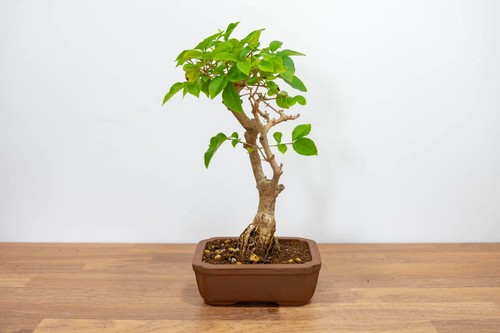 Bonsai starter bundle - starter,