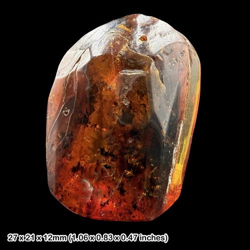 Genuine baltic amber insect - baltic,