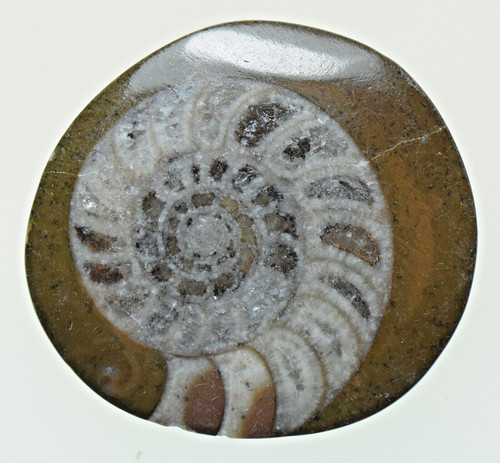 Polished goniatite ammonite - polished,