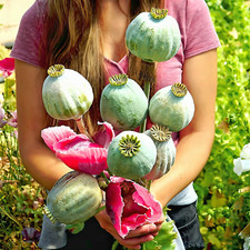 Papaver Somniferum ☆"Bowling Ball"☆ [*Giant Pod Poppy] ~ 5700 Seeds ♤ 1.5g+ ♤