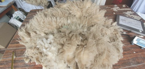 Ave staple raw sheep - 1.8,