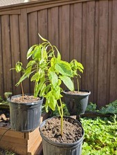 AVOCADO TREE/SAPLING, 1 YEAR