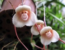 300  Seeds MONKEY FACE  ORCHID 