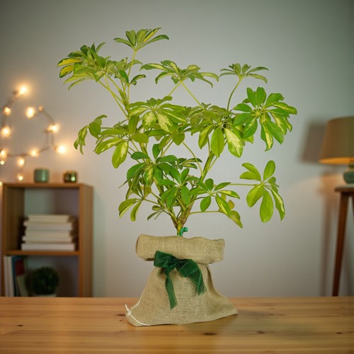 Schefflera dwarf umbrella gift - schefflera,