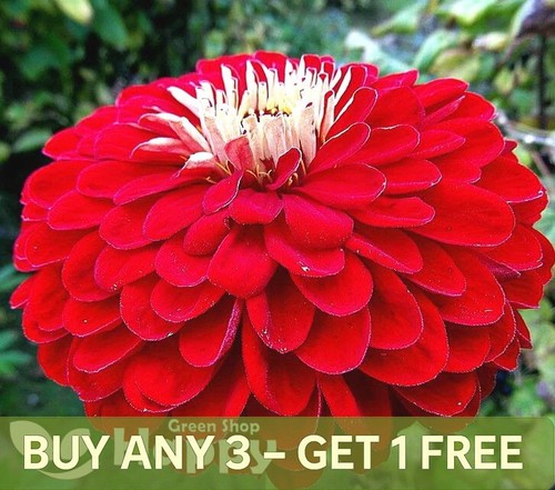Zinnia seeds dahlia flowered - seeds, dahlia-flowered
