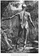 ML50 Vintage Medical Anatomy