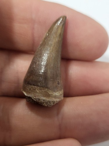 Moroccan mosasaur tooth - moroccan,