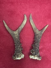 PAIR OF ROE DEER ANTLERS 