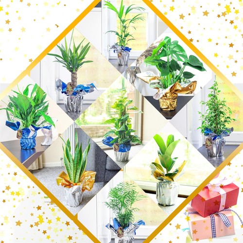 Large house plant pot - pot, in