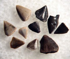 Triassic Phytosaur serrated