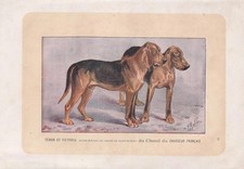 1896 BLOODHOUND DOG Print -