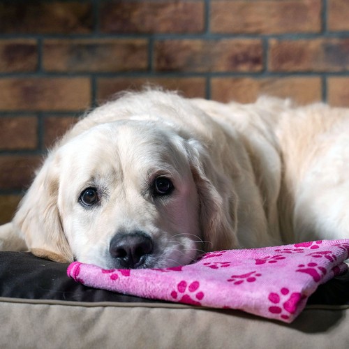 Dog drying robe - dog, towel