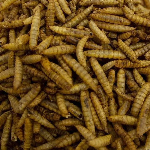 Leagrams calci worms for wild - calci,