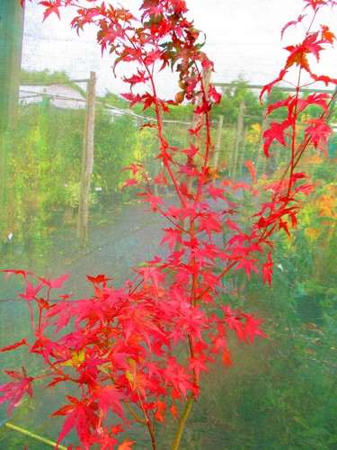 7ft inc pot - 7ft, japanese