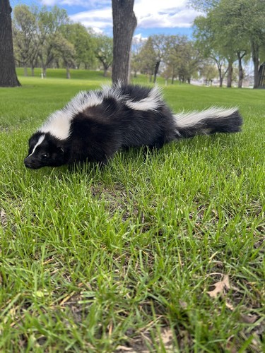 New skunk taxidermy mount - skunk,