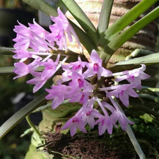 Rare Vanda nana  orchid plant  FS , not in bloom