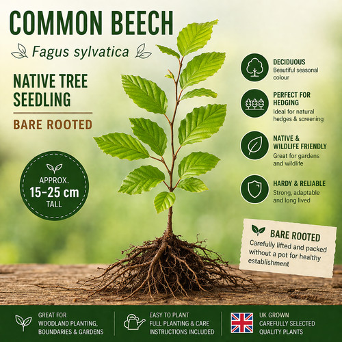 Common beech tree seedling - beech,