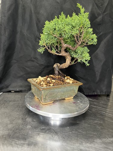 Japanese itoigawa shimpaku - japanese,