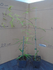 Clematis uncinata rare evergreen climber in 9 cm pot x2