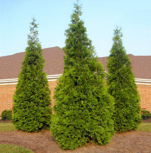 Live thuja green - live,