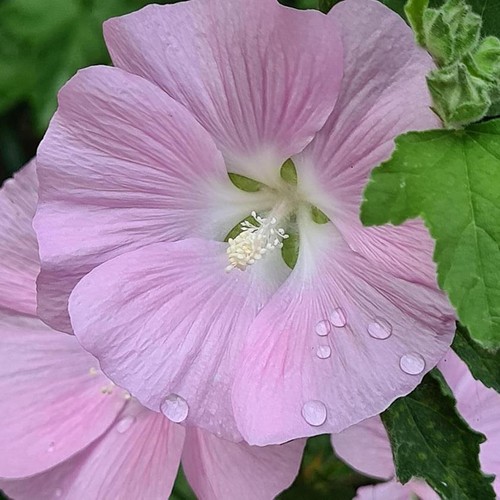 Lavatera marshmallow - lavatera, 'marshmallow
