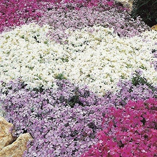 Phlox subulata mixed - phlox, 'mixed