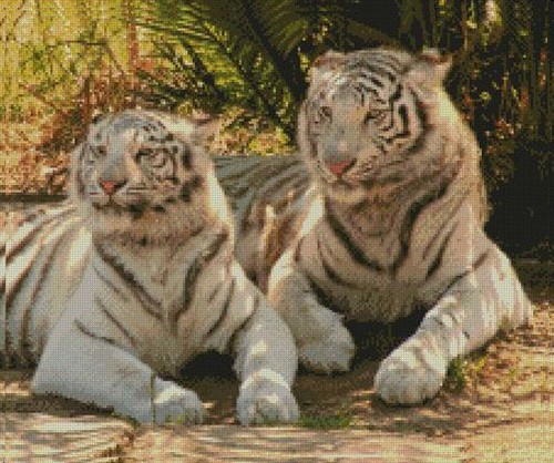 White tigers counted - 3, cross