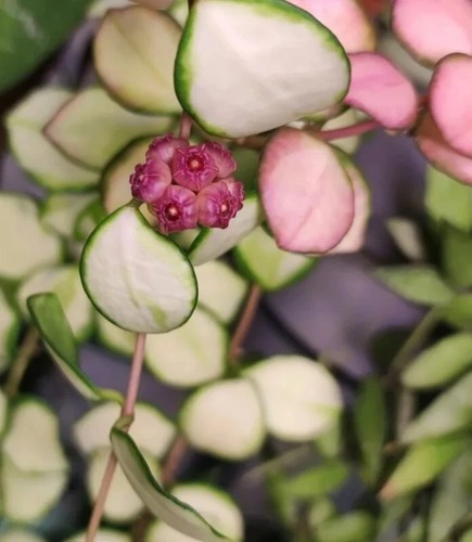 Rare hoya heuschkeliana - hoya,