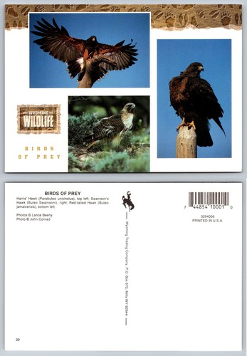 Wyoming wildlife birds prey - wildlife, of
