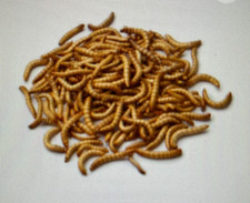 Nutritious Untreated Mealworms