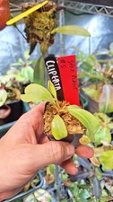Nepenthes Clipeata Seed grown