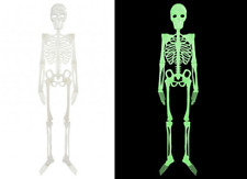 75cm Glow In The Dark Hanging Skeleton Prop Skull Halloween Party Decoration 