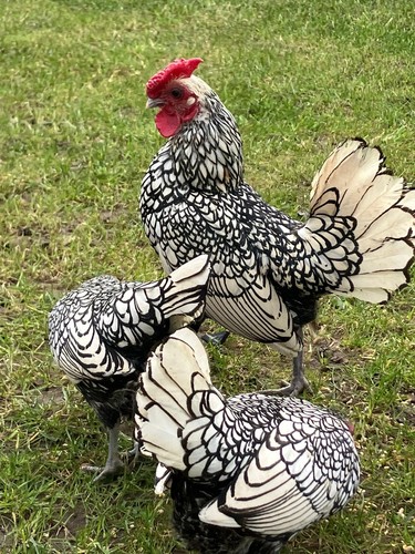 Silver sebright bantam - sebright, eggs