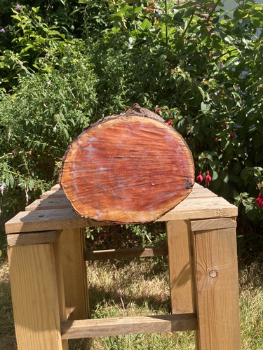 Sealed yew carving blank - sealed,