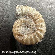 Charmouth Promicroceras