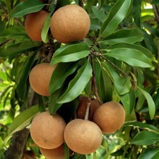Manilkara zapota, Sapodilla Tree, Chico Fruit, Chiku, Sapote - 5~20 Semi