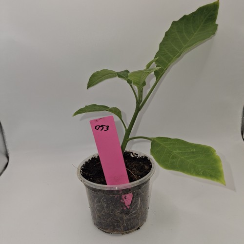 Pink brugmansia rooted plant - brugmansia,