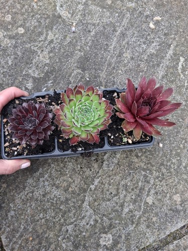 Mixed colourful sempervivums - mixed,