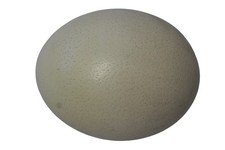Ostrich Egg Blown Natural Home Decor