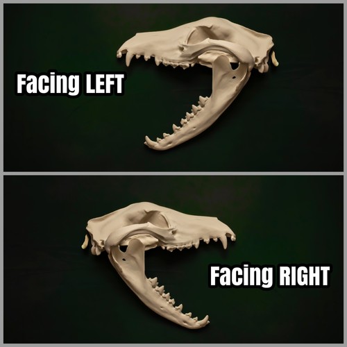 Thylacine skull wall - skull,