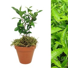 Camellia sinensis Tea Plant in 15cm Terracotta Pot - Grow Your Own Tea Gift