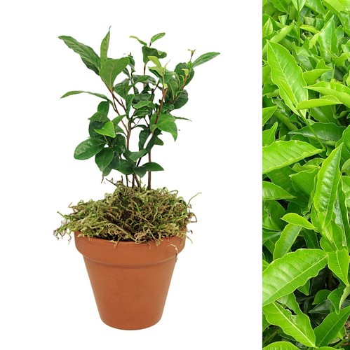 Camellia sinensis tea plant - camellia,