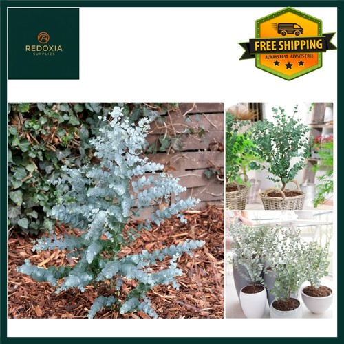 Hardy azura eucalyptus tree - eucalyptus,