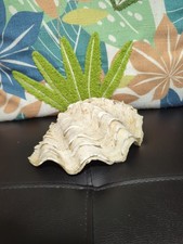 Large Tridacna Squamosa Half