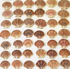 Scallop Shells Flat Natural