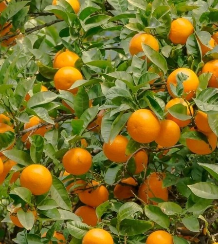 Orange tree fresh seeds - 6,