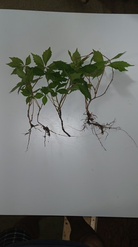 Virginia creeper live starter - virginia,