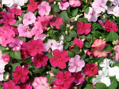 Impatiens walleriana dwarf - impatiens,